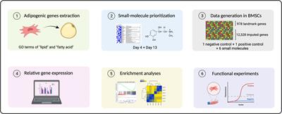 Identification of small molecules as novel anti-adipogenic compounds based on Connectivity Map